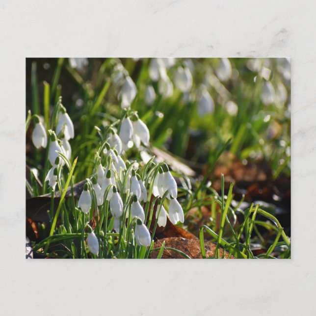 Snowdrops  postcard (Front)