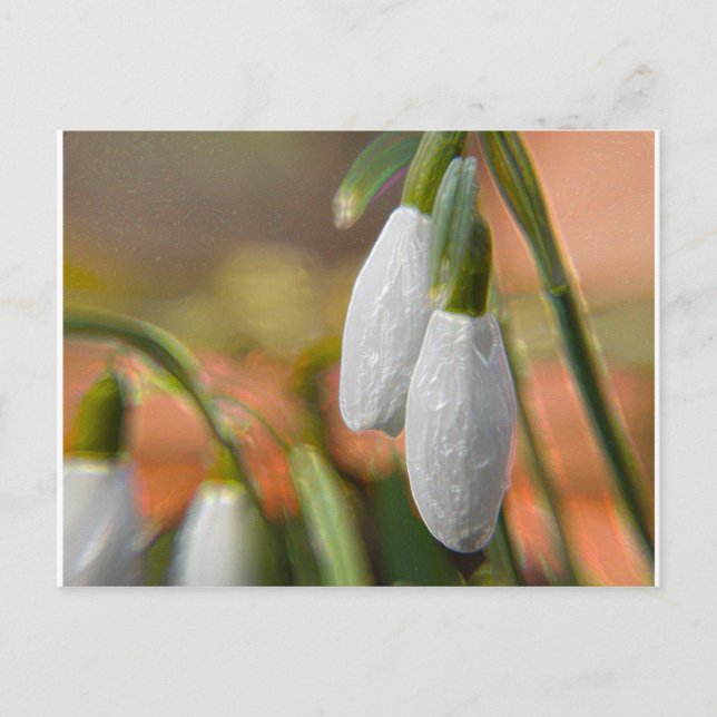 Snowdrops Postcard (Front)