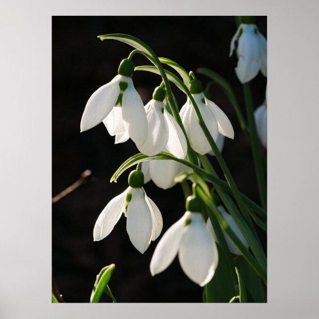 Snowdrops Poster (Front)