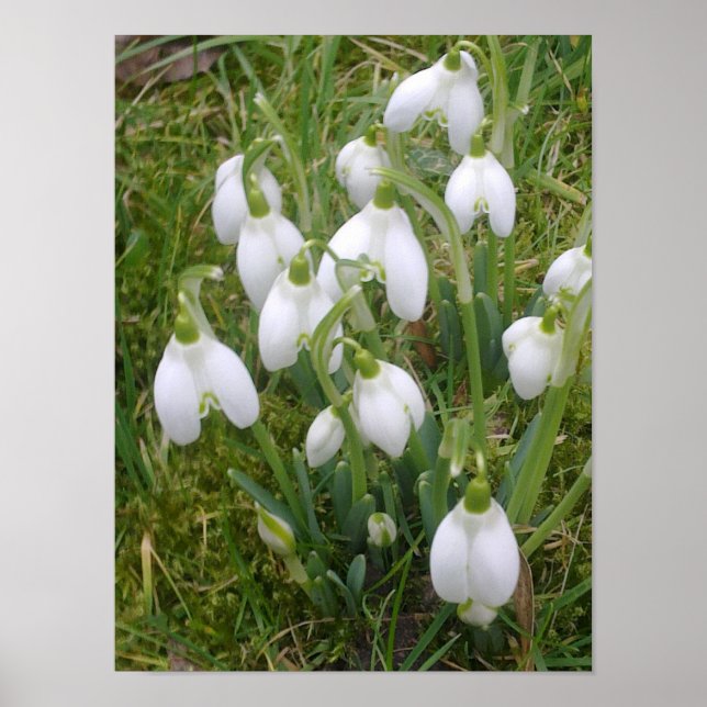 Snowdrops Poster (Front)