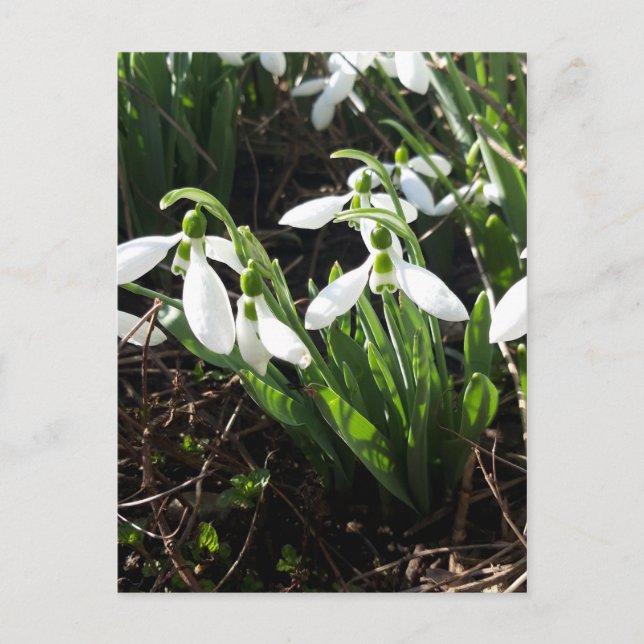 Snowdrops Spring Flowers Postcard (Front)