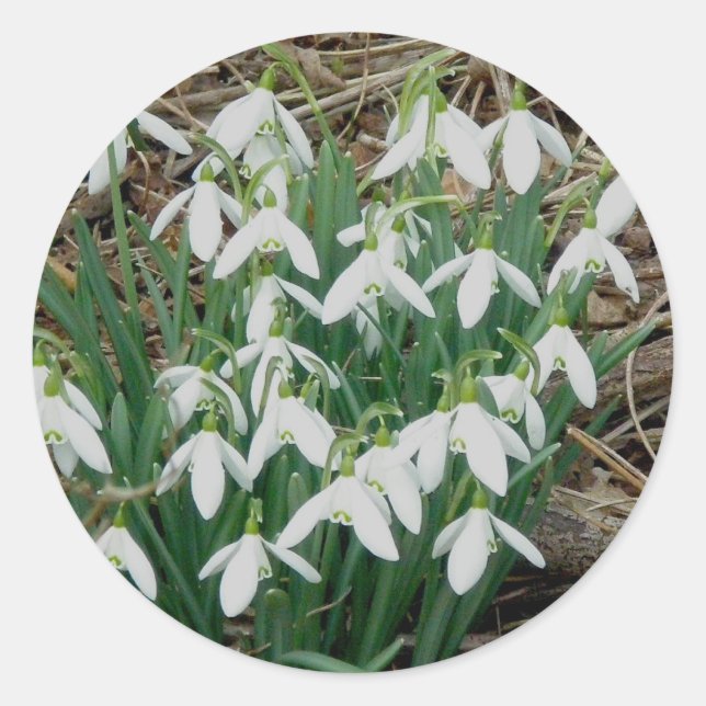 Snowdrops Stickers (Front)