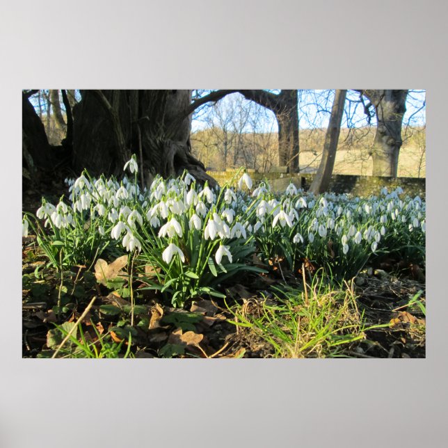 Snowdrops Under an English Yew Tree - Personalized Poster (Front)