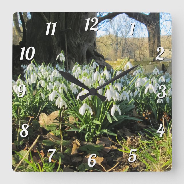 Snowdrops Under an Old Tree - Square Wall Clock (Front)