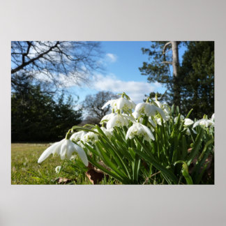 Snowdrops under the apple tree poster
