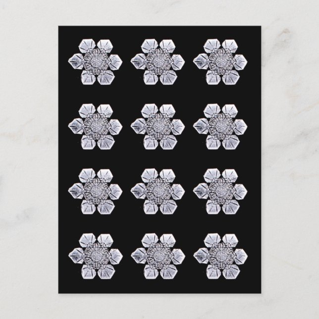 Snowflake Crystal Photos Postcard (Front)