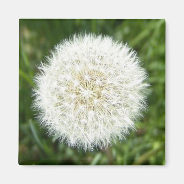 Snowflake  dry dandelion magnet (Front)