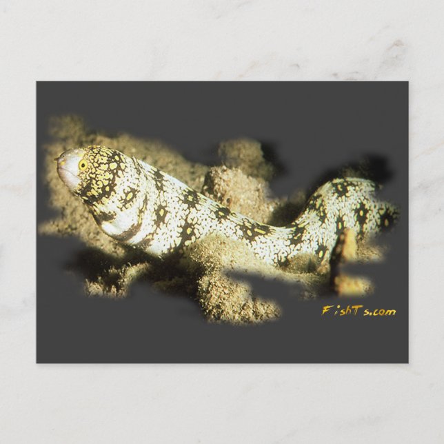 Snowflake Eel Postcard (Front)