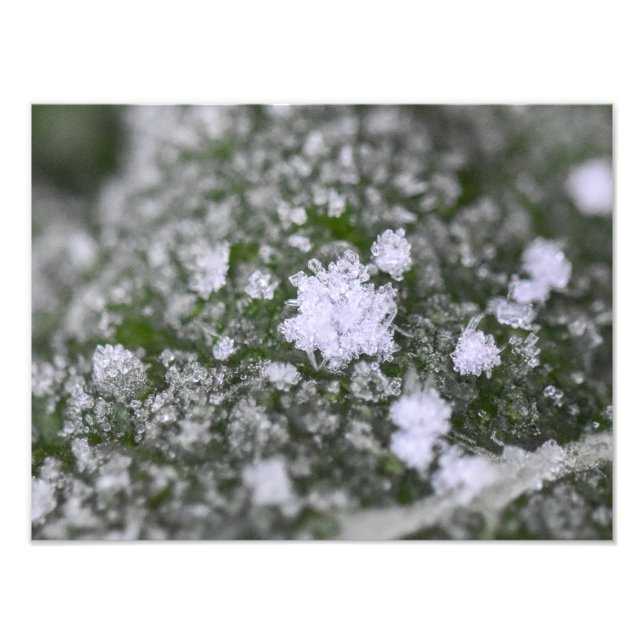Snowflakes  photo print (Front)