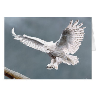 Snowings Cards