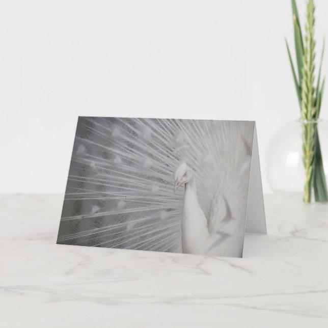 SnowPeacock Thank You Card (Front)