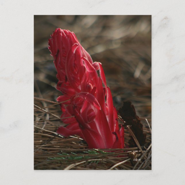 Snowplant Postcard (Front)