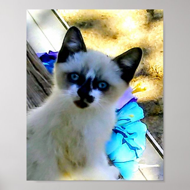 Snowshoe Cat Poster (Front)