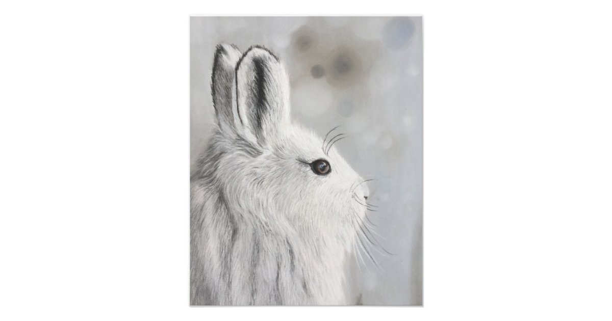Snowshoe hare drawing photo print Zazzle