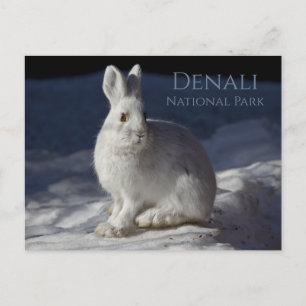 Snowshoe Hare Resting in Snow, Denali NP, Alaska Postcard