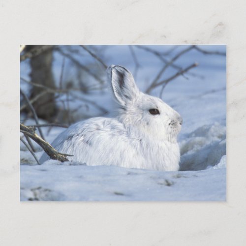 Snowshoe Hare Resting in Snow Holiday Postcard