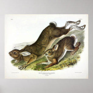 Snowshoe Hare, summer (Northern Hare) by Audubon Poster
