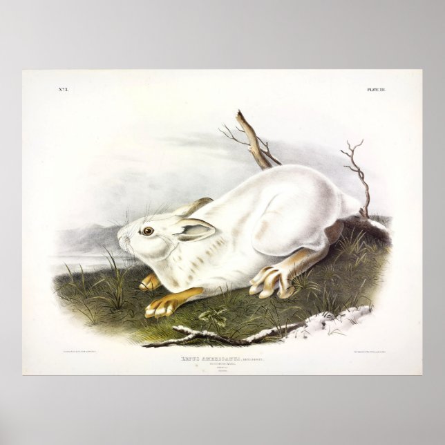 Snowshoe Hare, winter (Northern Hare) by Audubon Poster (Front)