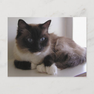Snowshoe Postcard