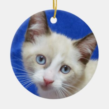 Snowshoe Siamese Kitten Ornament by Melt_Your_Heart_MEOW at Zazzle