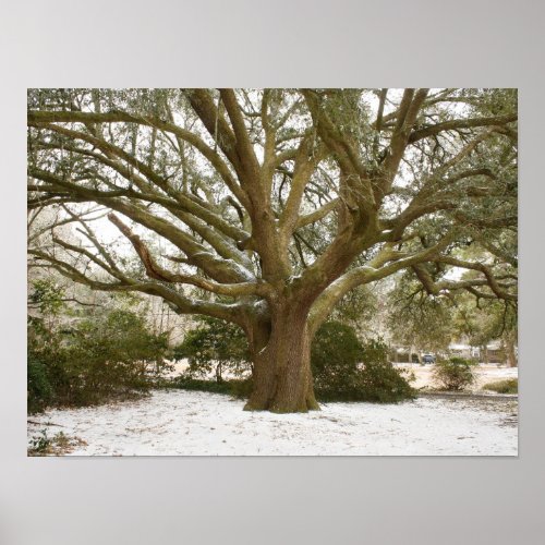 Snowy angel oak poster