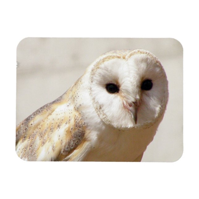 Snowy Barn Owl  Flexible Magnet (Horizontal)