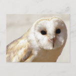 Snowy Barn Owl  Postcard