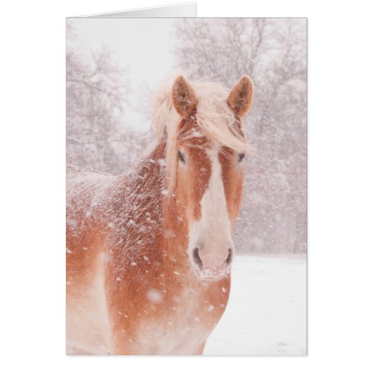 Snowy Belgian Draft Horse Cards (Front)
