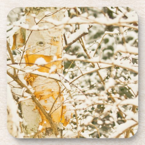 Snowy Birch Coaster