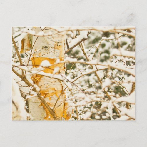 Snowy Birch Postcard