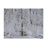 Snowy Birch Tree Canopy Postcard