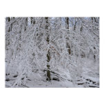 Snowy Birch Tree Canopy Poster