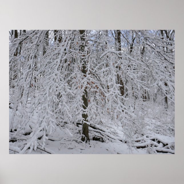 Snowy Birch Tree Canopy Poster (Front)