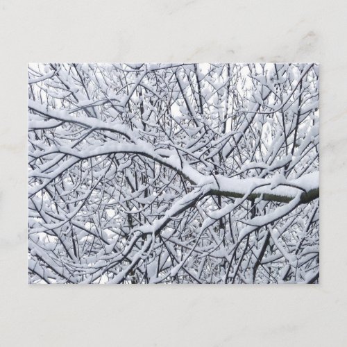 Snowy Branches Postcard