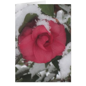 Snowy Camellia by HeavensWork at Zazzle