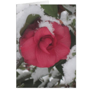 Snowy Camellia Cards