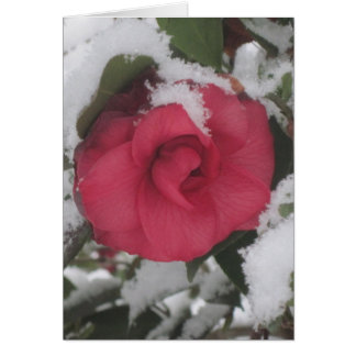 Snowy Camellia Cards