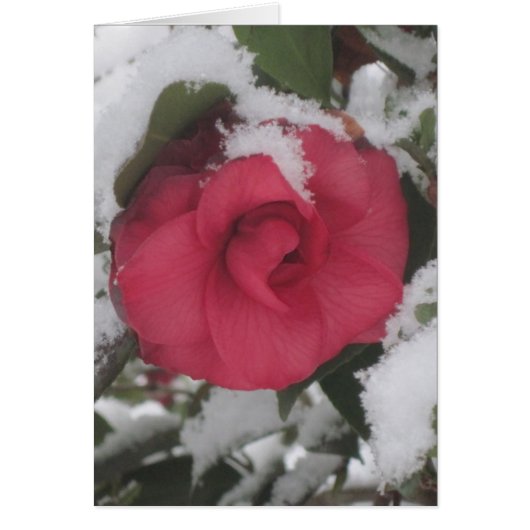 Snowy Camellia Cards (Front)