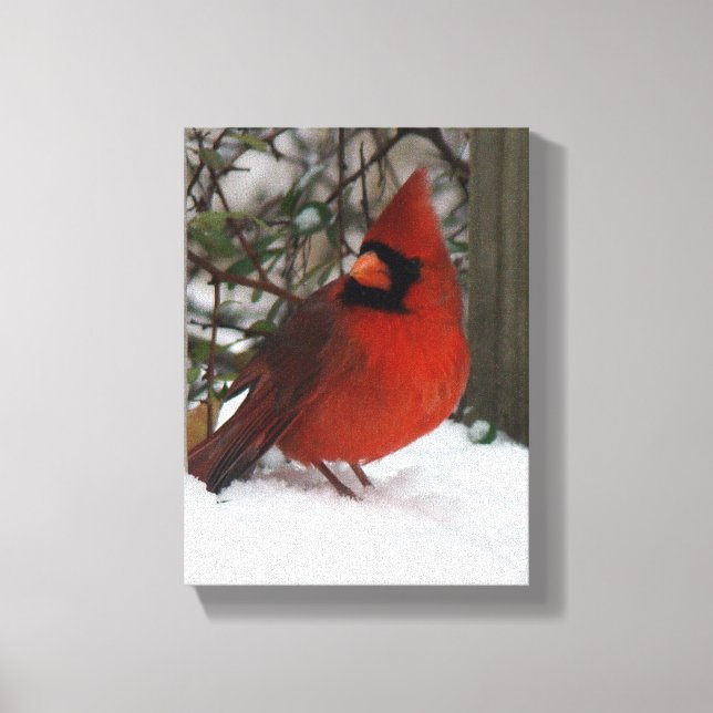 Snowy Cardinal Canvas Print (Front)