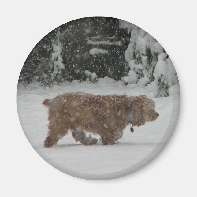 Snowy Cocker Spaniel Magnet (Front)