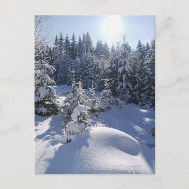 Snowy cold winter landscape 2 postcard (Front)