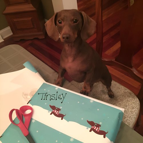 Snowy Dachshund Scarf Gift Wrap Wrapping paper