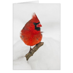 Snowy Day Cardinal Cards