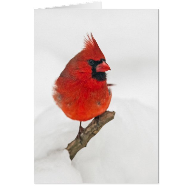Snowy Day Cardinal Cards (Front)