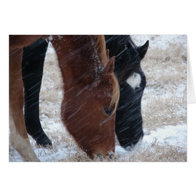 Snowy Eats Cards (Front Horizontal)