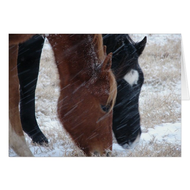 Snowy Eats Cards (Front Horizontal)