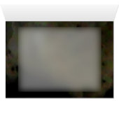 Snowy Egret (Inside Horizontal (Bottom))