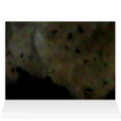 Snowy Egret (Inside Horizontal (Top))