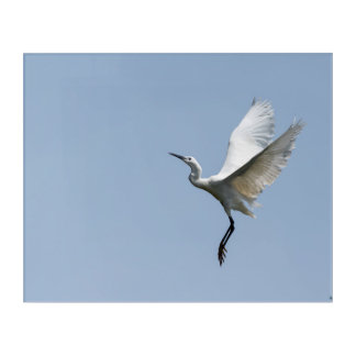 Snowy Egret Acrylic Print