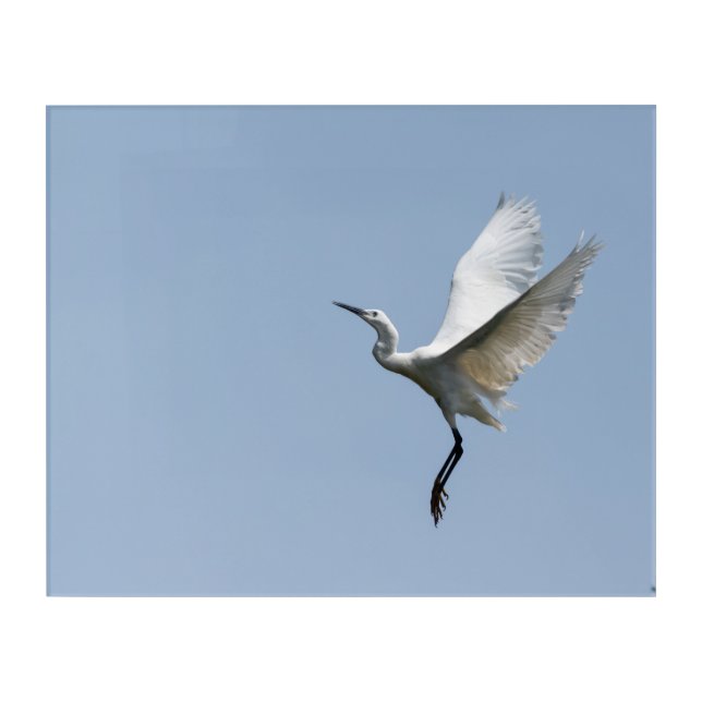 Snowy Egret Acrylic Print (Front)